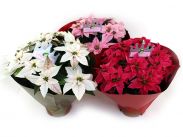 Euphorbia Pulcherrima Princettia