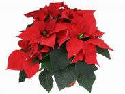 Euphorbia pulcherrima