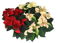 Euphorbia Pulcherrima Trio