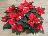 Euphorbia pulcherrima 'Sky-Star'