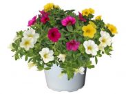 Calibrachoa