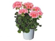 Euphorbia Pulcherima Büsche