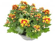 Chrysanthemum Indicum Melody