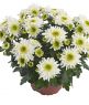 Chrysanthemum Melody Picnic T12 & T 14