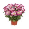Chrysanthemum Melody Rainbow Carousel T12 & T 14