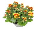 Chrysanthemum 'Melody'® Schale 