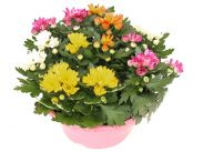 Chrysanthemum Indicum Rock 'n' Roll