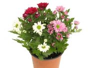 Chrysanthemum Indicum Swifty